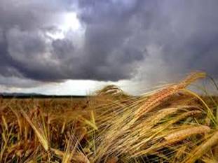 El clima enciende las esperanzas para los cultivos de invierno