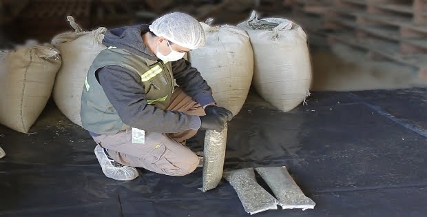 Realizan controles de calidad en yerba mate