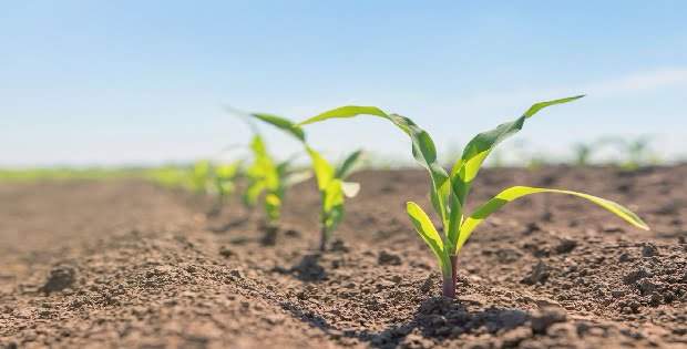 Comienza un nueva campaña de maíz, un cultivo clave para el agro y la Argentina