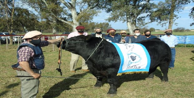 La jura de Angus se lució en la Exposición Rural de Bahía Blanca