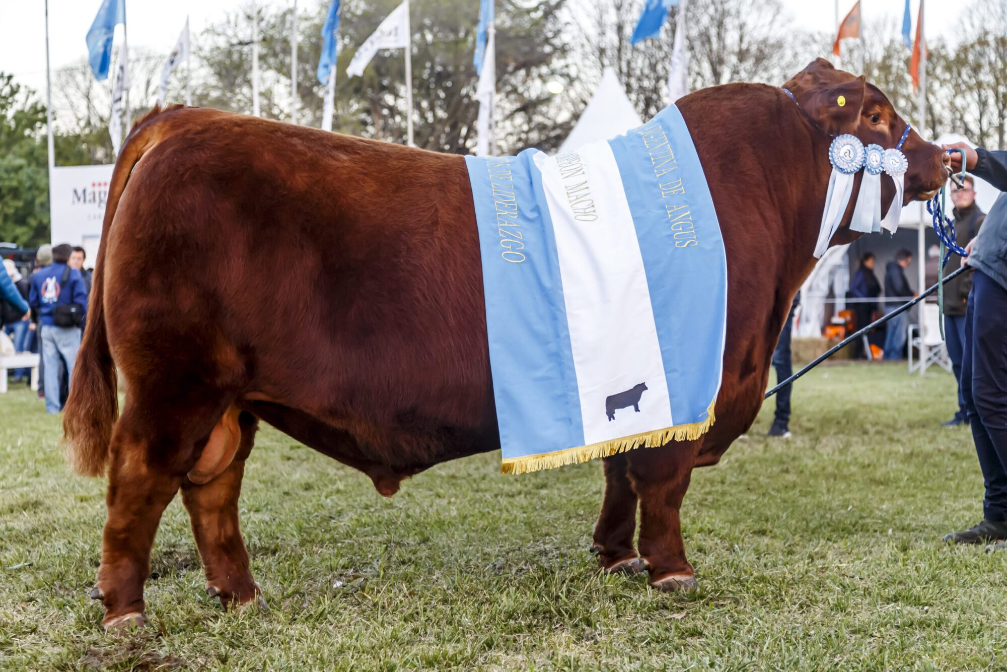 La Cabaña Santa Rosa se alzó con el Gran Campeón en la Primavera de Angus