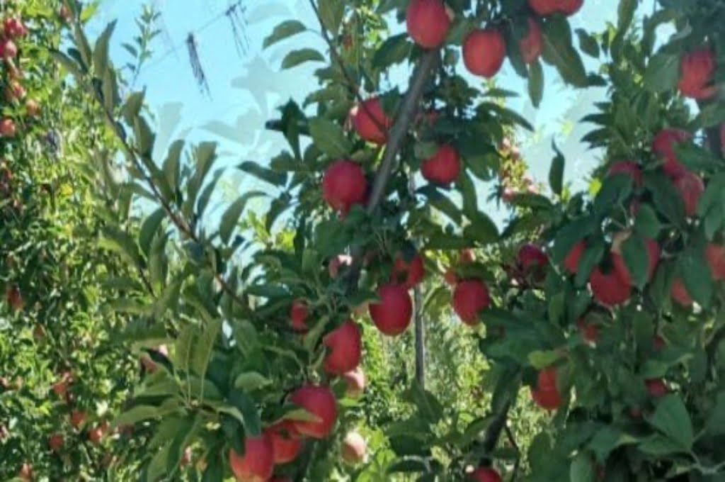 Acuerdan en paritarias aumentos para los trabajadores de la fruta