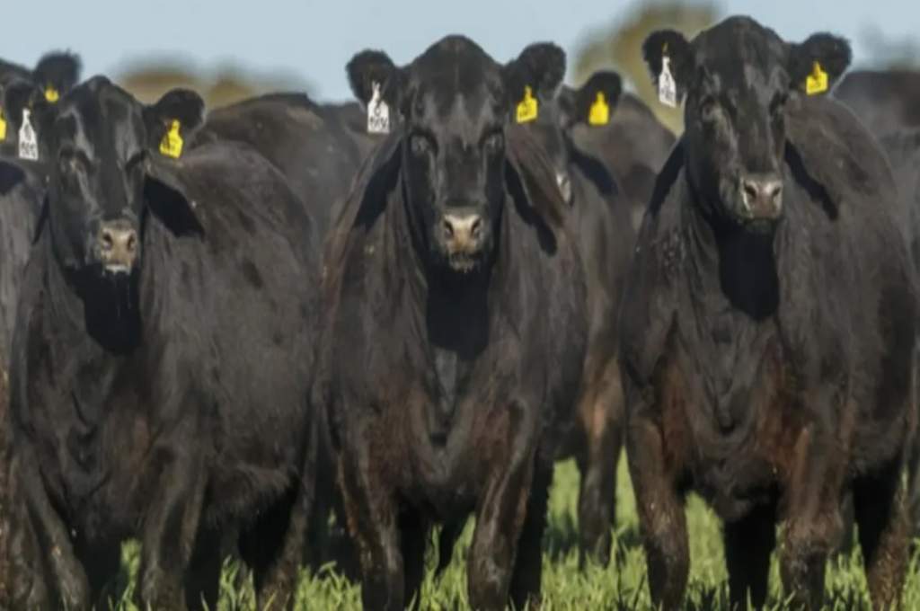 Inscripciones récord para la Exposición Angus del Centenario