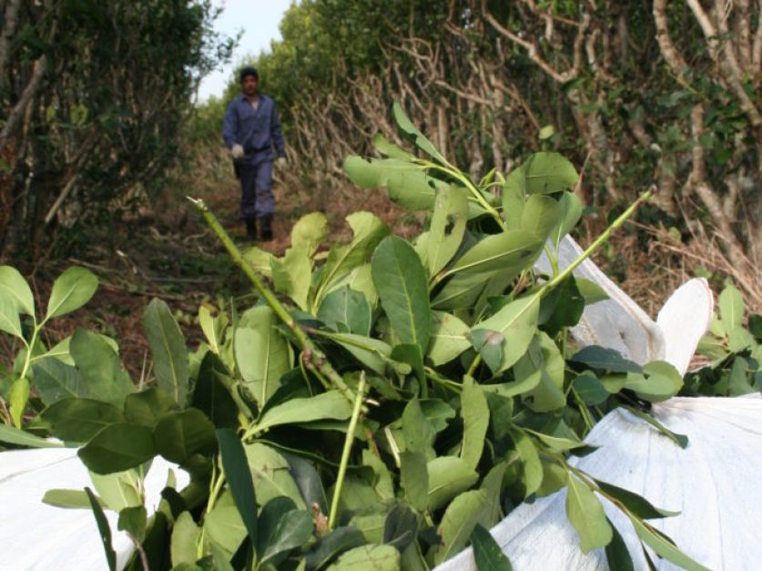 En Misiones productores deben estimar 400 mil pesos por hectárea para volver a plantar sus cultivos