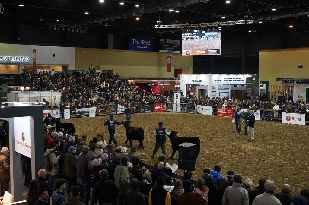 Expo Angus del Centenario : Resultados Lotes Terneros