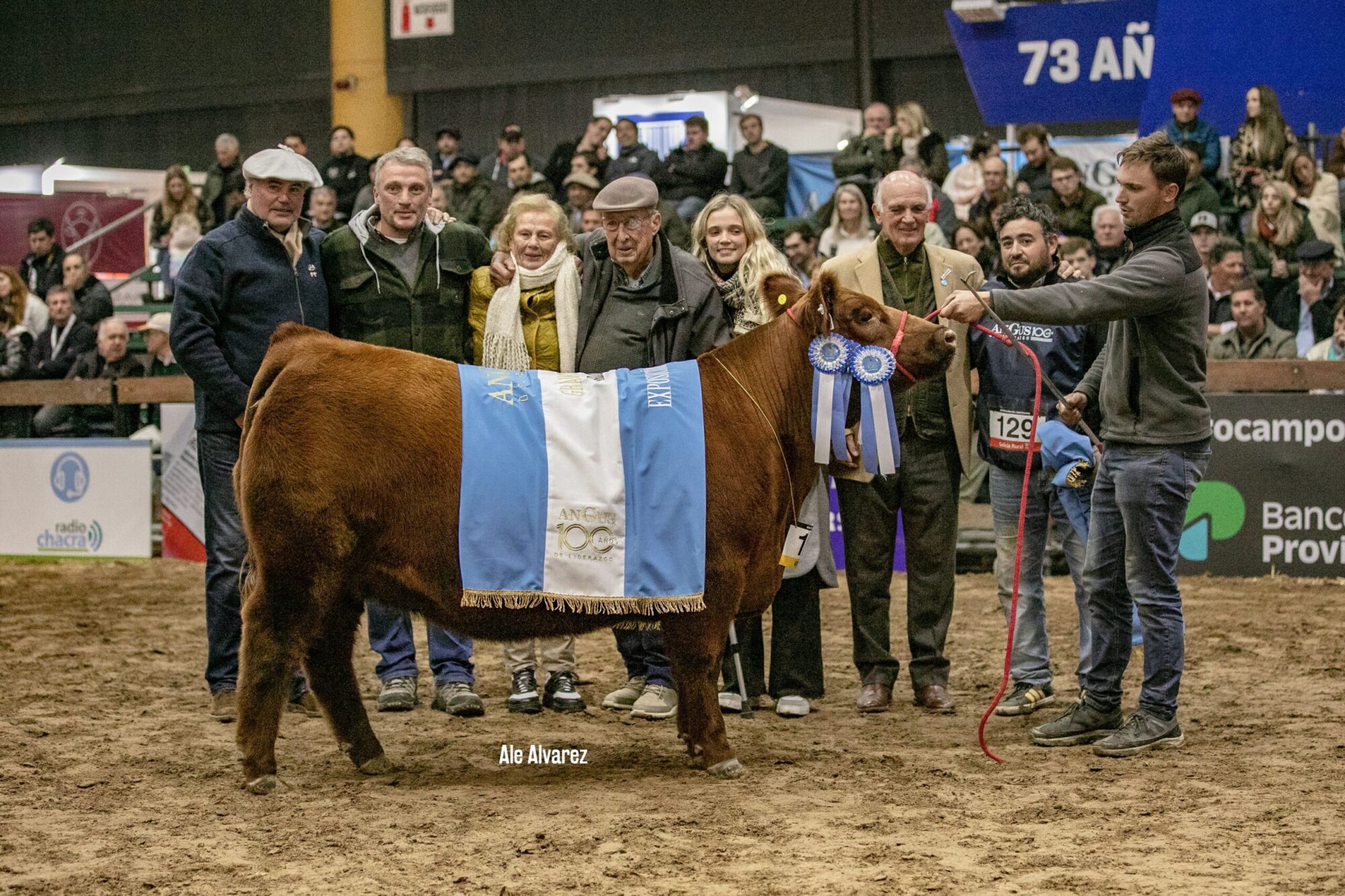 Expo del Centenario de Angus :  resultados de las juras de Hembras a bozal 26 de mayo
