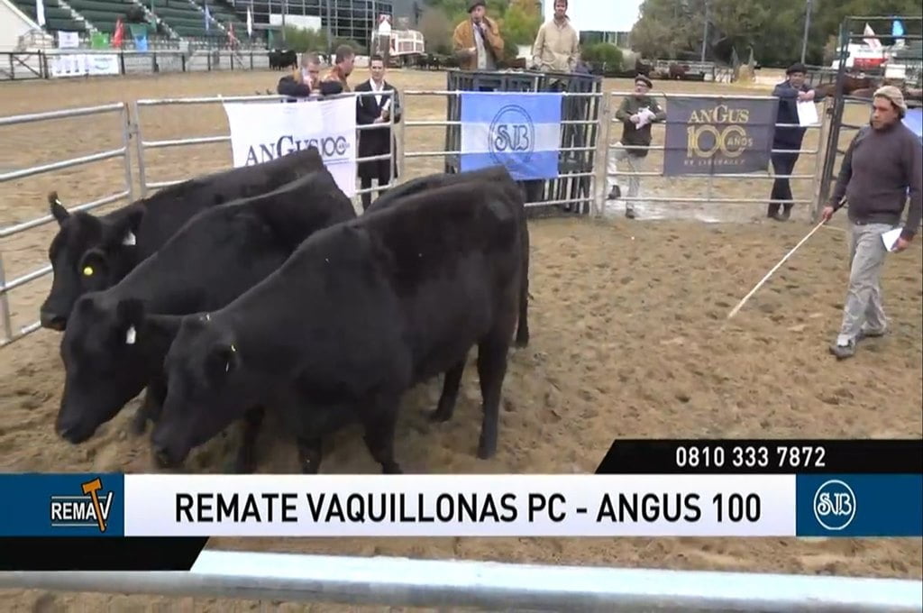 Excelentes precios en el remate de vaquillonas Puro Controlado de Angus