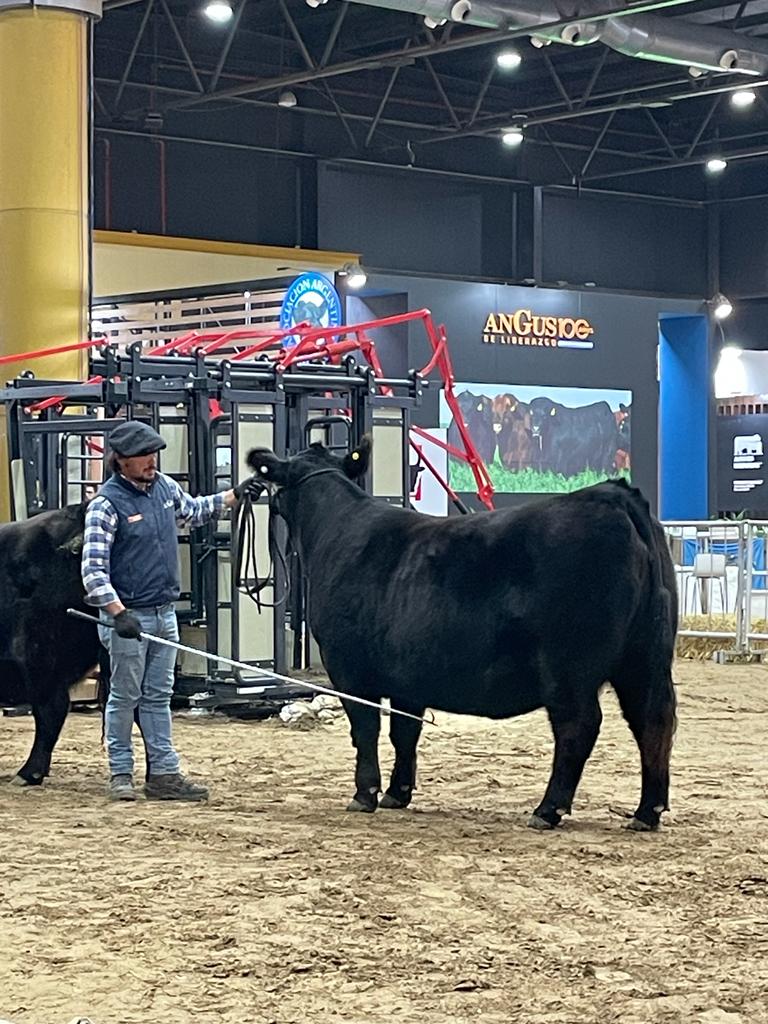 Primera Jornada Expo Angus del Centenario : Resultados Lotes Terneros