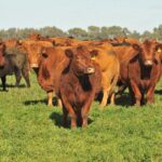 Invernada: marzo marcó récord de precios, pero con una oferta inusualmente baja