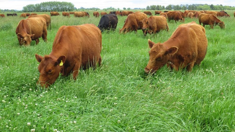Fertilización de pasturas y verdeos