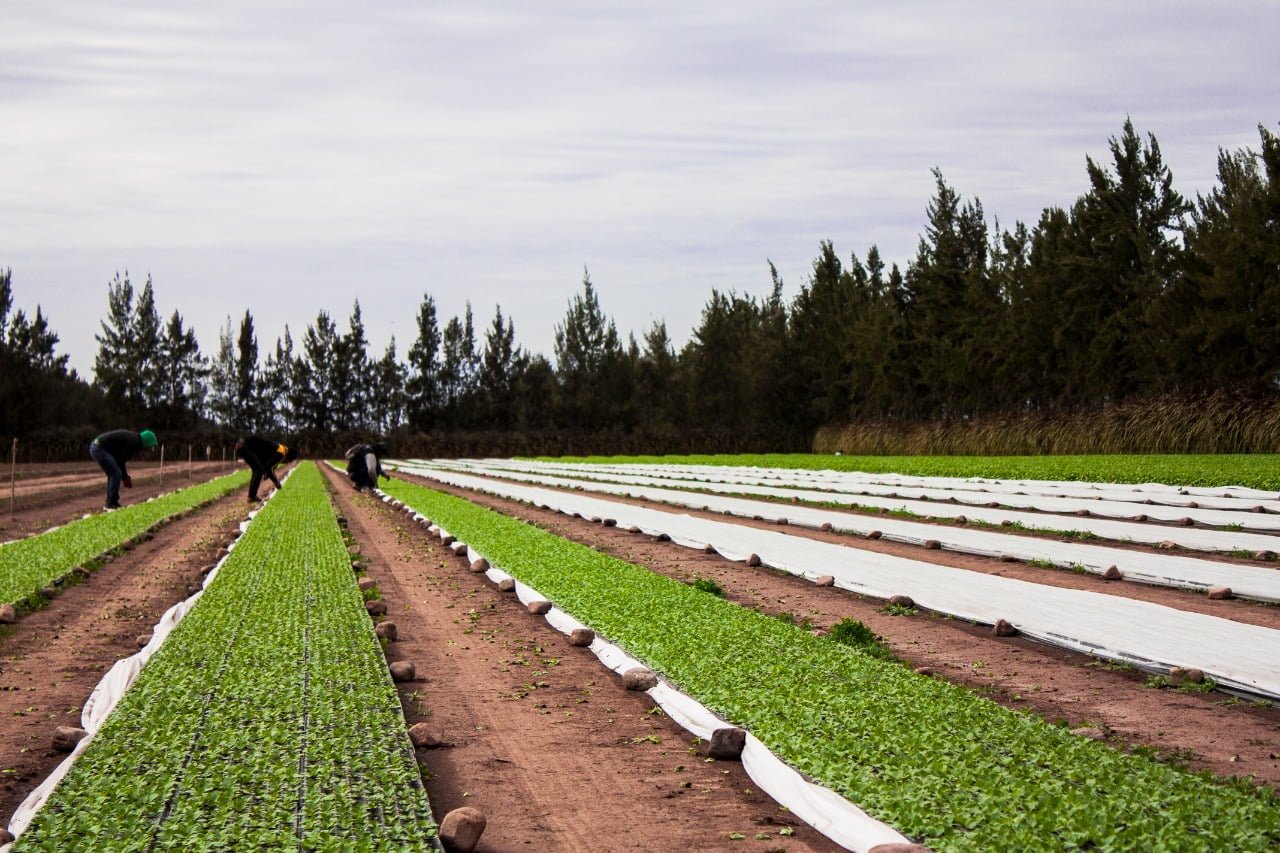 Agricultura y provincias delinearon una agenda de trabajo para optimizar la producción tabacalera