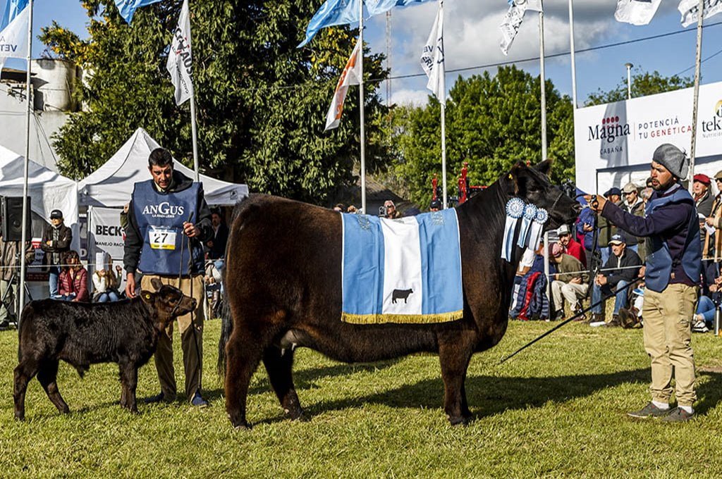 La Nacional de Angus de Primavera se realizará en Olavarría