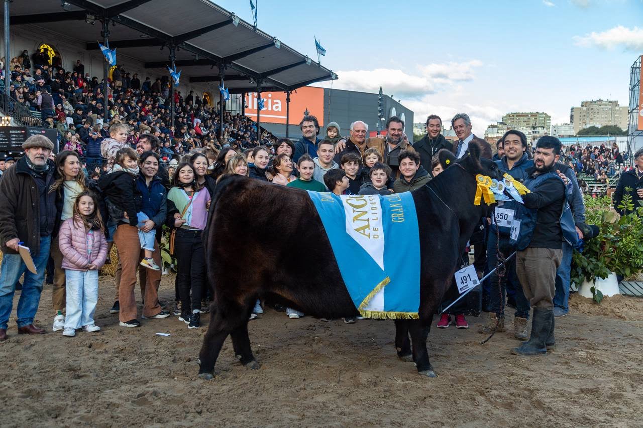 Bravísima, Gran Campeón Hembra de la raza Angus