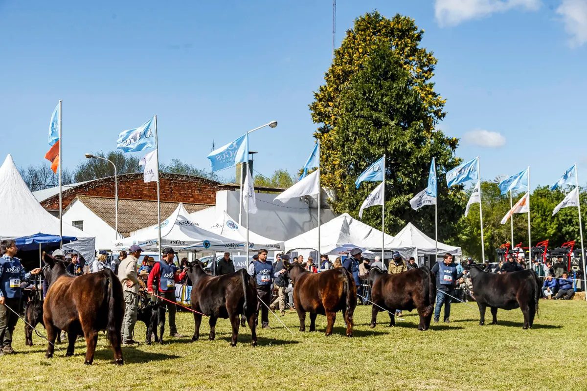 El plantel femenino de la raza Angus dice presente en la Expo Primavera de Olavarría