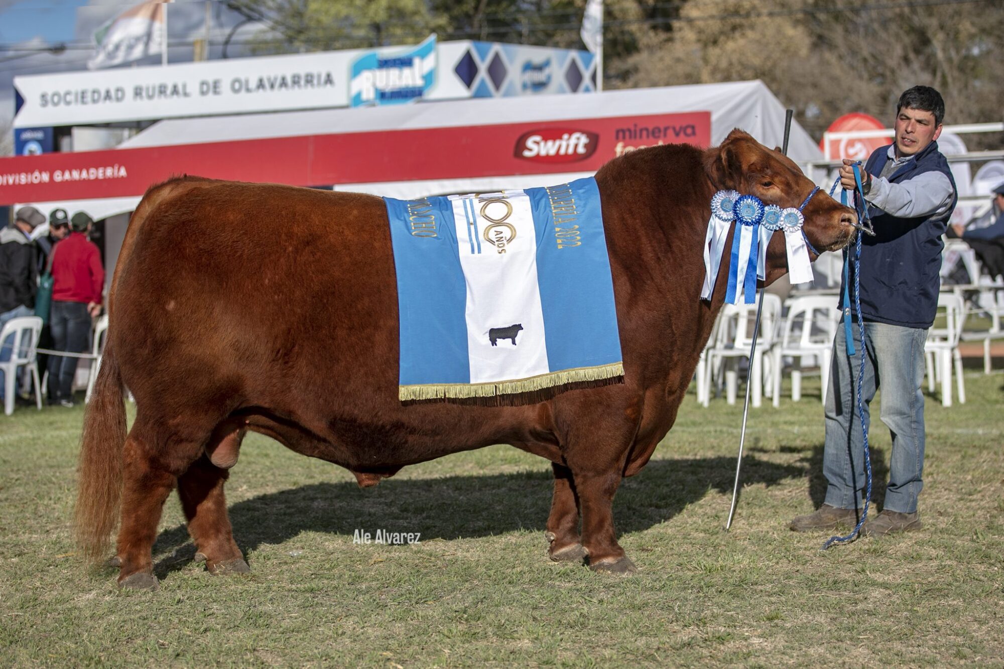 Angus: El Gran Campeón de la Exposición Primavera fue para Inambú