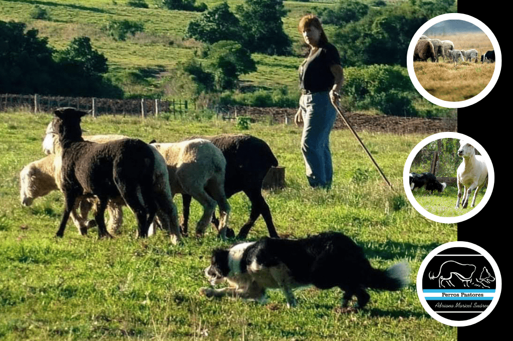 » Perros Pastores en Curso «