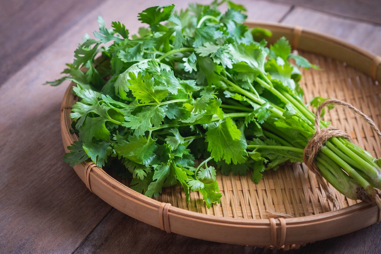«Cilantro ,la aromática más usada en el mundo «
