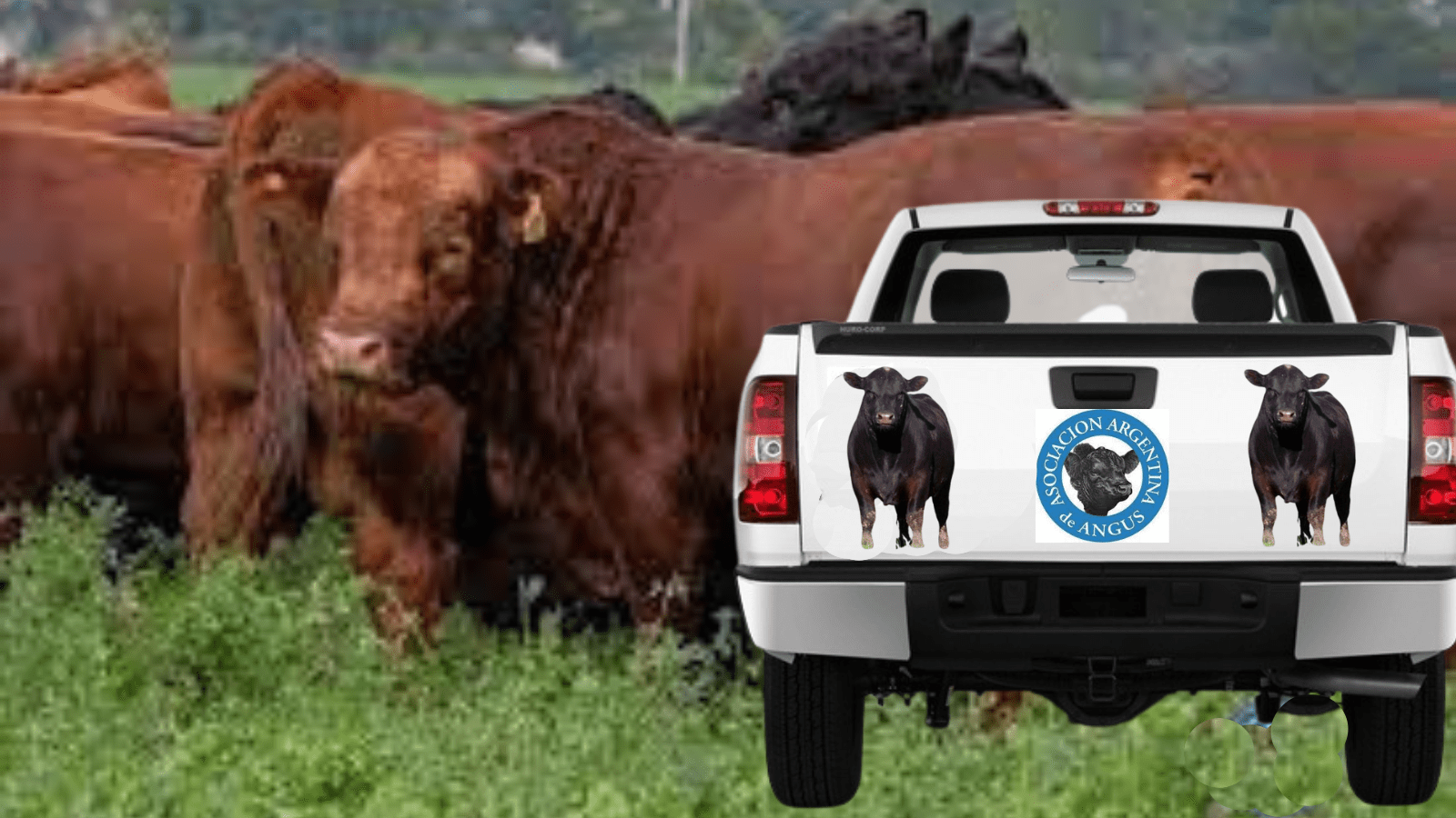 Recorren kilómetros por el interior profundo de la Argentina para hacer crecer la raza angus