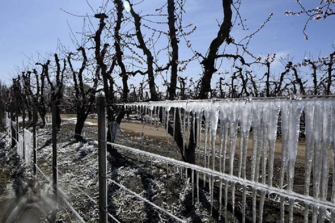 Mendoza : declaran estado de emergencia agropecuaria por heladas