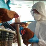 Foco de gripe aviar H5 en Ranchos reaviva alarma sanitaria y frena exportaciones avícolas