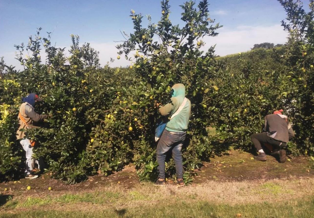 UATRE acuerda un 47% de aumento para los trabajadores del citrus