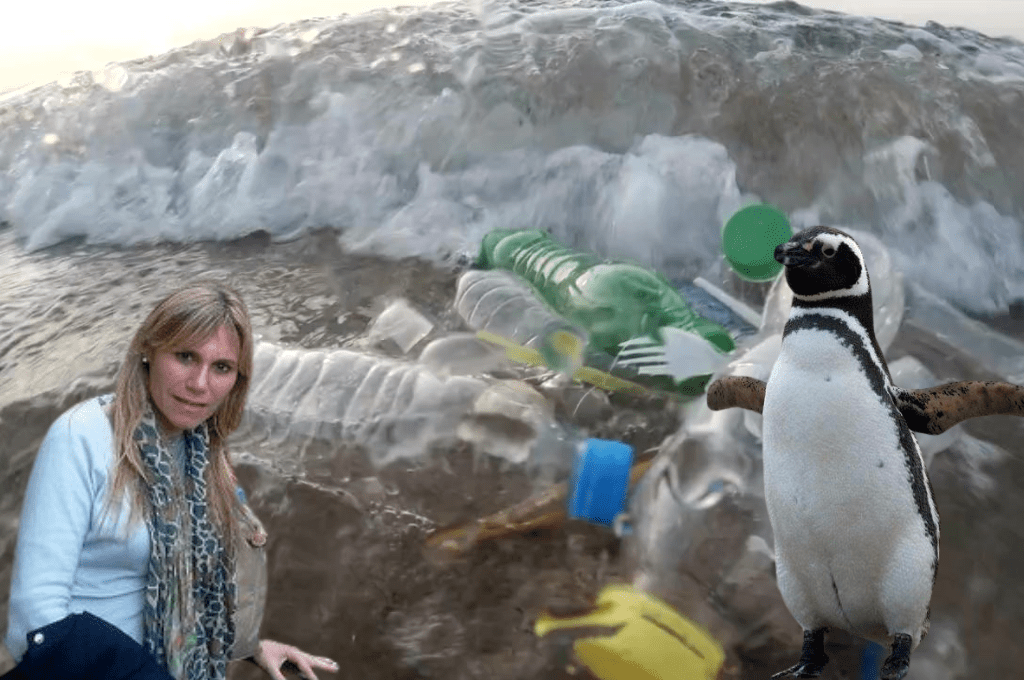 Alarma presencia de microplásticos en pingüinos de Magallanes