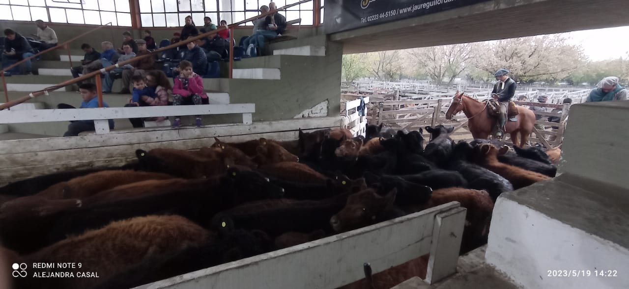 Ganado Agroecológico, a tono con la demanda