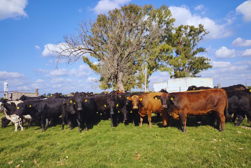Con ganadería regenerativa, los suelos fijan carbono y aumenta la productividad