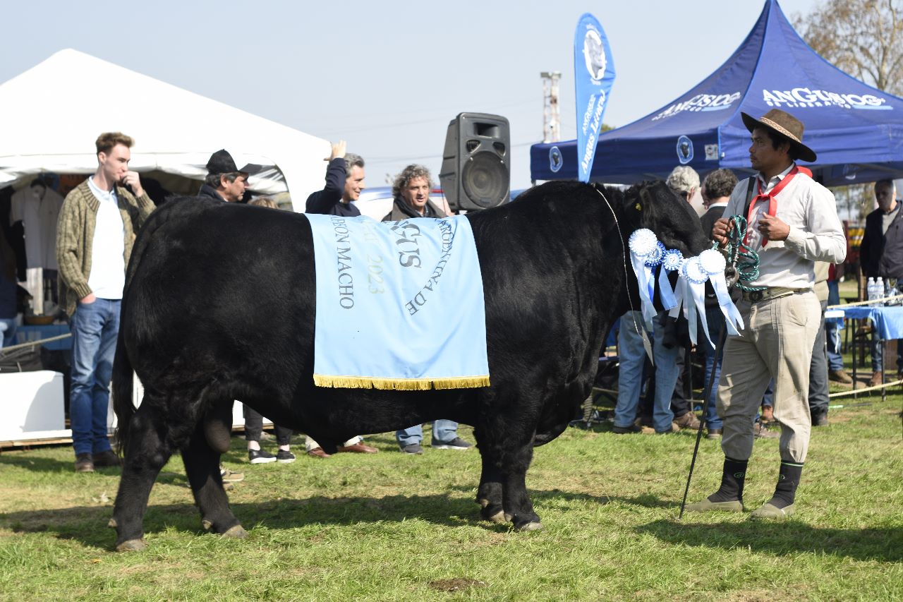 La Expo Villaguay mostró un Angus cada vez más federal
