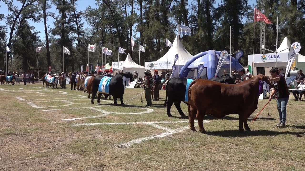 Con exhibición de reproductores, juras y remates, comienza la 16° edición de ExpoBRA