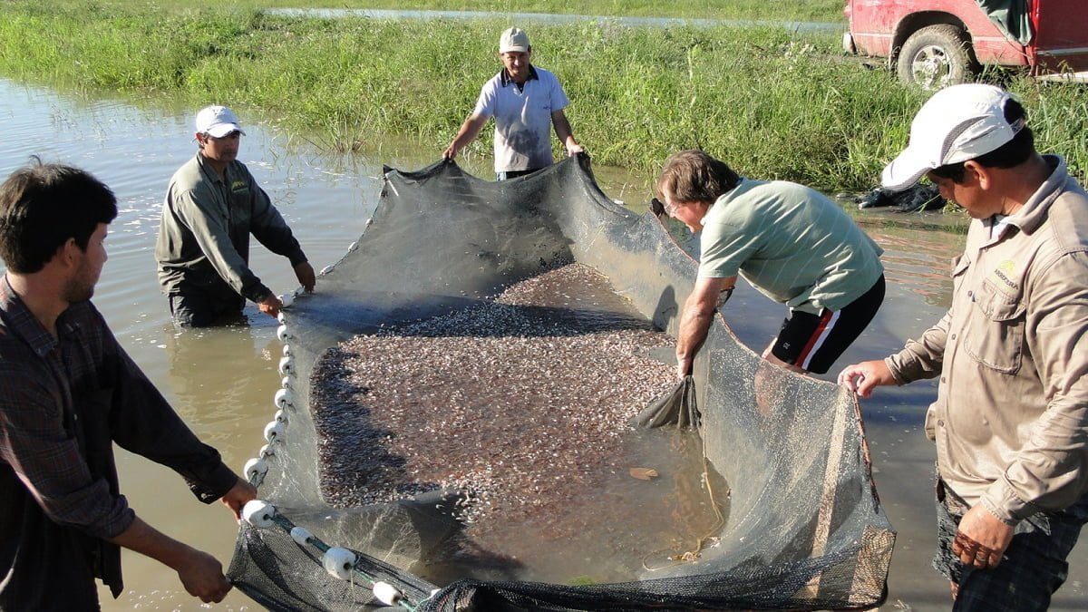 La acuicultura terminará el año con una producción récord de más de 8.000 toneladas