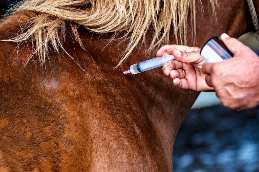 Importancia de las vacunas para los equinos