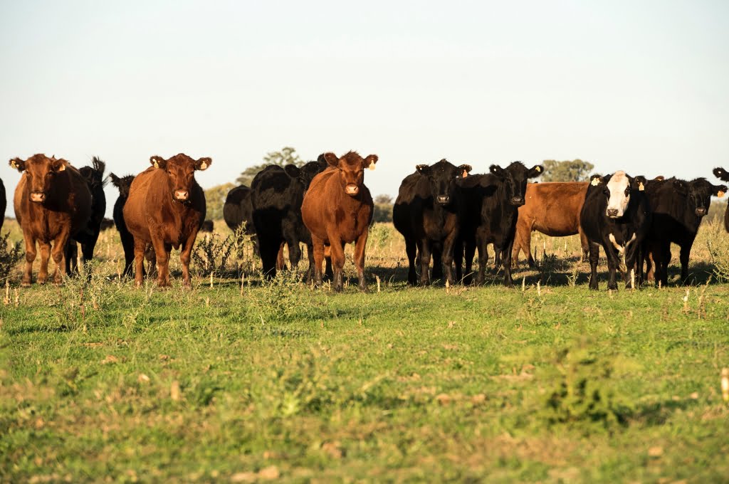 Asisten a productores bovinos por más de $20 millones