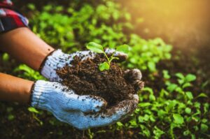 Nutrir el suelo podría generar empleo para una ciudad entera como Pinamar
