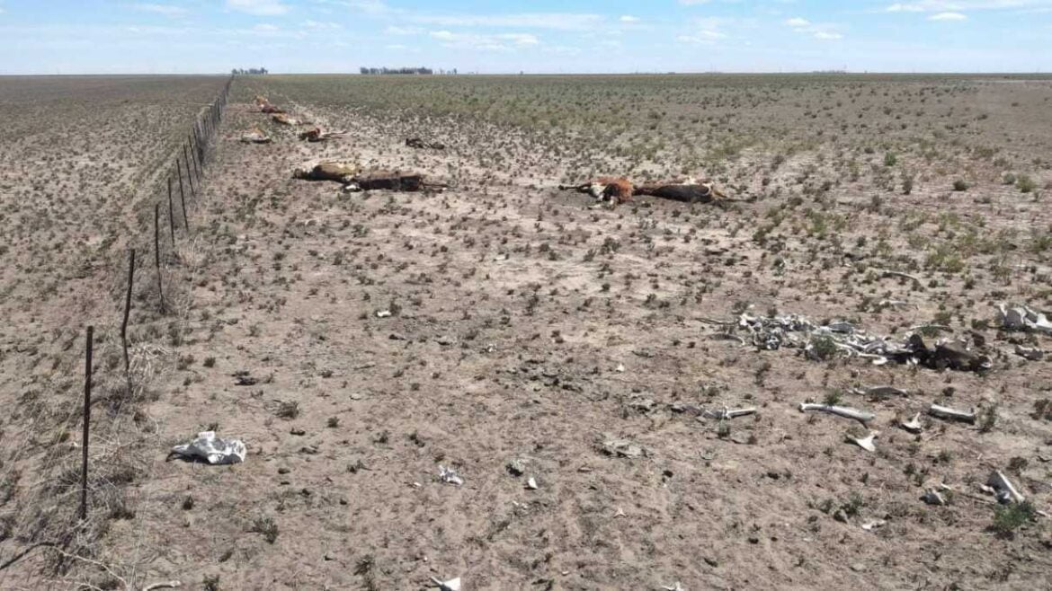 Se prolonga la sequía en el Sur de Bs.As.y hay zonas en alerta