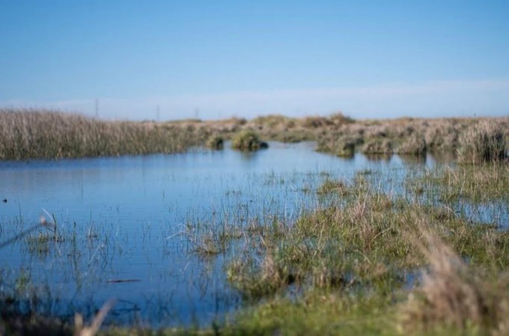 Día Mundial de los Humedales: protegemos el futuro