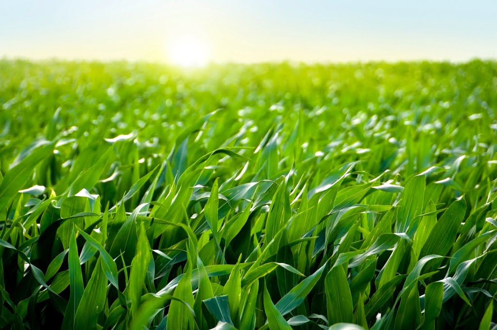 El nitrógeno foliar potencia la nutrición del maíz