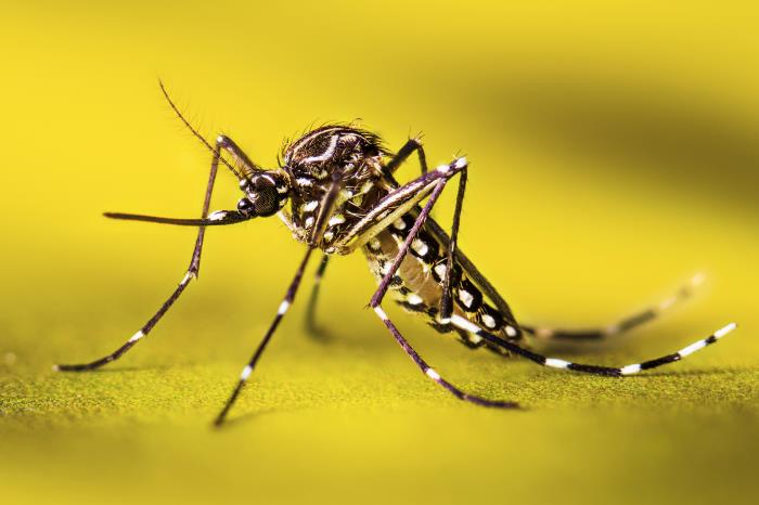 La Comisión de Sanidad Ambiental del CPIA se pronunció sobre la invasión de mosquitos y la situación del Dengue