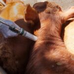 Vacunación antiaftosa: productores de Salliqueló denuncian trabas sin explicación para cambiar de sede