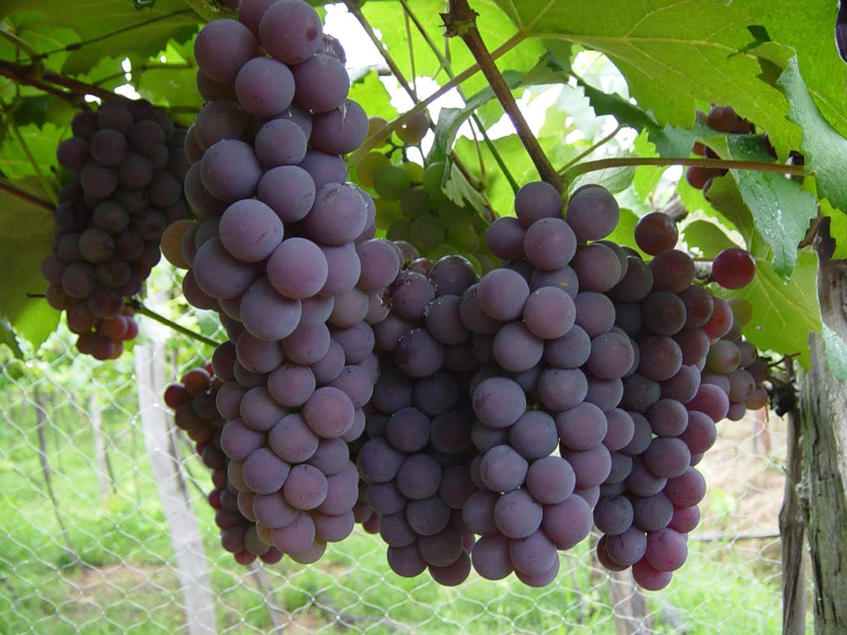 Vitivinicultura: Ensayos muestran ganancias de 1600 kilos de uvas por hectárea con fertilización foliar