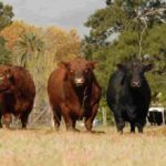 Angus La Pampa convoca a una jornada clave para el Circuito Pampeano 2026