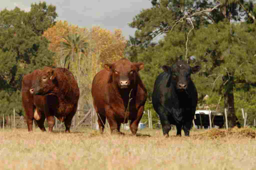 Angus en La Pampa: jornada técnica y federal que fortalece la ganadería