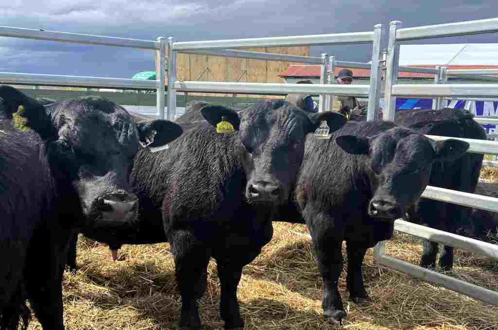 Especialistas argentinos disertaron en la primera Expoangus Primavera chilena en Punta Arenas
