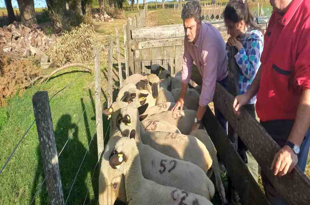 Impulsan la inclusión de carne ovina en la dieta diaria argentina