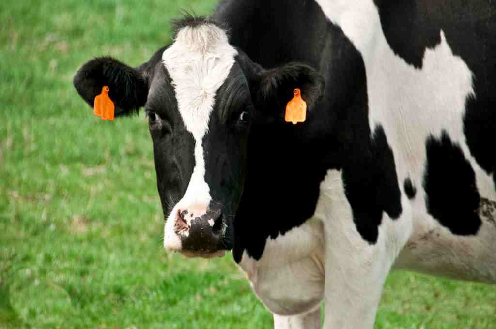 Microorganismos benéficos incrementan la productividad de tambos y feedlots