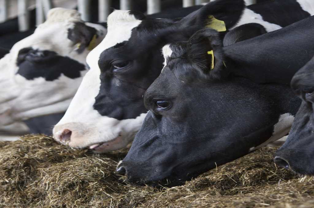Novonesis consolida su liderazgo en biosoluciones para la salud y nutrición animal  con una importante adquisición