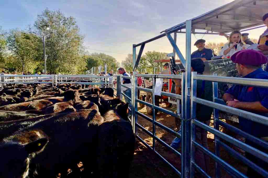 El primer remate de Terneras Angus Certificadas logró precios espectaculares