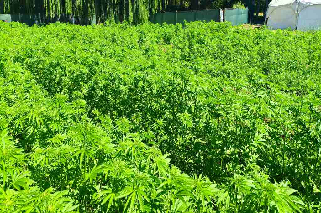 Fundación Gen impulsa el cáñamo industrial en la Patagonia con cultivos experimentales