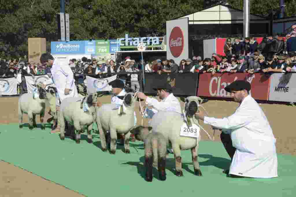 Realizan en la Rural Curso Internacional de Jurados Hampshire Down