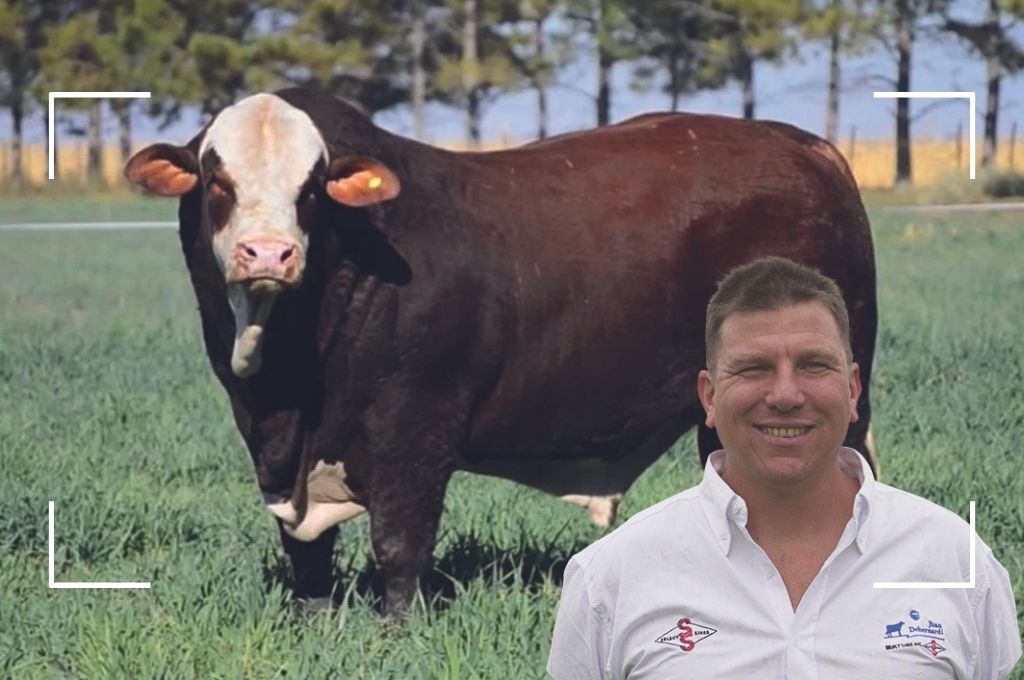 “ Un buen toro no sólo preña, también transforma un rodeo»